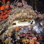 Spondylus varius
